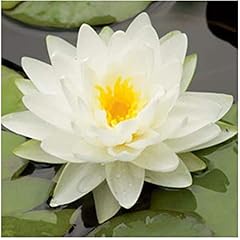 Live water lily for sale  Delivered anywhere in USA 