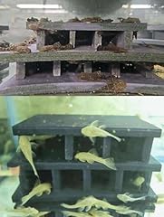 Albino bristlenose pleco for sale  Delivered anywhere in USA 