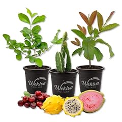 Fruit fiesta trio for sale  Delivered anywhere in USA 