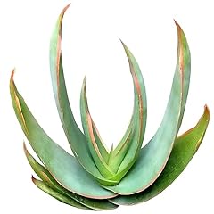 Live succulent inch for sale  Delivered anywhere in USA 