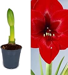 Amaryllis bulb royal for sale  Delivered anywhere in UK