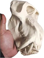Tbewvonq resin skull for sale  Delivered anywhere in USA 