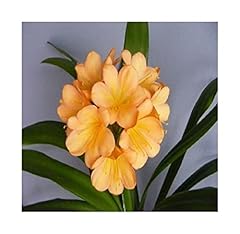 Pcs clivia cameron d'occasion  Livré partout en France