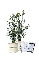 Confederate jasmine gallon for sale  Delivered anywhere in USA 