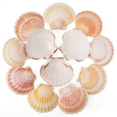 6pcs scallop shells for sale  Delivered anywhere in USA 