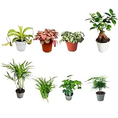 Set piante tropicali usato  Spedito ovunque in Italia 