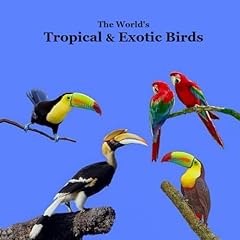 Tropical exotic birds for sale  Delivered anywhere in UK
