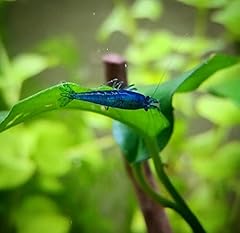 Lot crevettes blue d'occasion  Livré partout en France