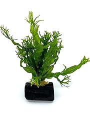 Mini java fern for sale  Delivered anywhere in USA 