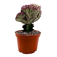 Bubbleblooms variegated pink for sale  Delivered anywhere in USA 
