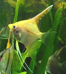Pack gold angelfish for sale  Delivered anywhere in USA 
