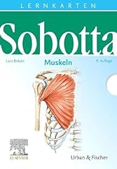 Sobotta lernkarten muskeln gebraucht kaufen  Wird an jeden Ort in Deutschland