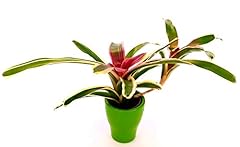 Powers flowers neoregelia usato  Spedito ovunque in Italia 