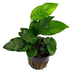 Live aquarium plant for sale  Delivered anywhere in UK