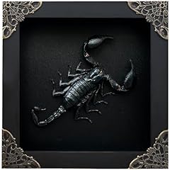 Real scorpion black for sale  Delivered anywhere in USA 