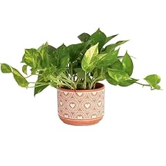 Costa farms live for sale  Delivered anywhere in USA 
