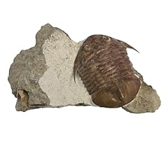 Subasaphus platyurus russian for sale  Delivered anywhere in USA 