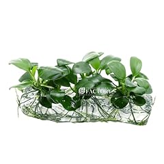 Aquarium plants factory for sale  Delivered anywhere in USA 