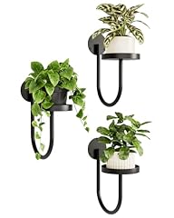 Bamworld wall plant for sale  Delivered anywhere in USA 
