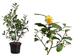 Camellia sinensis tea for sale  Delivered anywhere in UK
