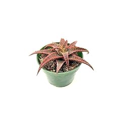 Ragnaroc live succulents for sale  Delivered anywhere in USA 