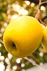 Albero melo pianta usato  Spedito ovunque in Italia 