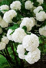 Viburnum opulus compact for sale  Delivered anywhere in UK