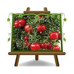 Melograno wonderful pianta usato  Spedito ovunque in Italia 