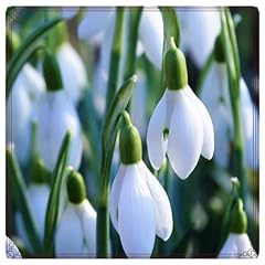 Snowdrop bulbs golden for sale  Delivered anywhere in UK