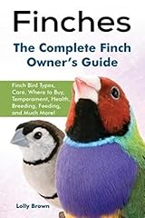 Finches finch bird for sale  Delivered anywhere in USA 