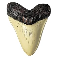 Carcharodon megalodon tooth for sale  Delivered anywhere in USA 