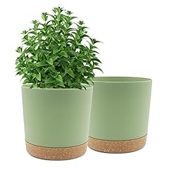 Qcqhdu inch plant for sale  Delivered anywhere in USA 