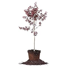 Perfect plants bloodgood for sale  Delivered anywhere in USA 