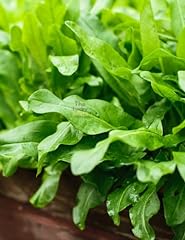 3000 french sorrel for sale  Delivered anywhere in USA 