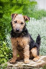 Lakeland terrier notebook for sale  Delivered anywhere in UK