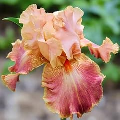 Iris planted surprise for sale  Delivered anywhere in USA 