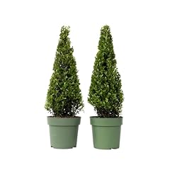 Plant box ilex usato  Spedito ovunque in Italia 