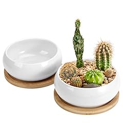 Zoutog pack succulent for sale  Delivered anywhere in USA 