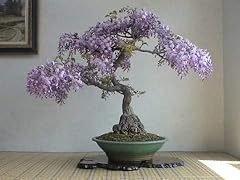 Bonsai tree chinese for sale  Delivered anywhere in USA 