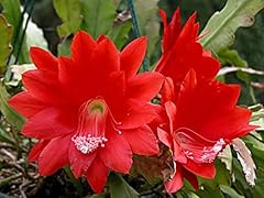 Live orchid cactus for sale  Delivered anywhere in USA 