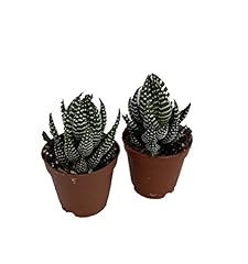 Super zebra plant for sale  Delivered anywhere in USA 