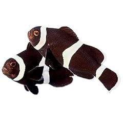Black ocellaris clownfish for sale  Delivered anywhere in USA 
