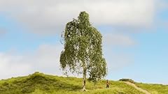 Hängebirke modellbau baum gebraucht kaufen  Wird an jeden Ort in Deutschland