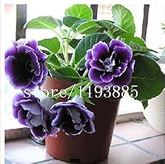 150 semi gloxinia for sale  Delivered anywhere in UK