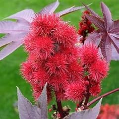 Zumari red ricinus for sale  Delivered anywhere in UK