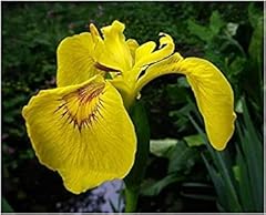 Iris pseudacorus seeds usato  Spedito ovunque in Italia 