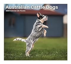 2024 australian cattle for sale  Delivered anywhere in USA 