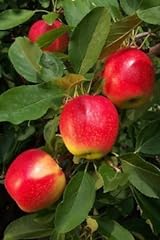 Gala apple tree for sale  Delivered anywhere in UK