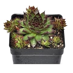 Sempervivum montfort hen for sale  Delivered anywhere in USA 