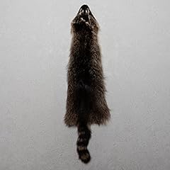 Raccoon tanned fur for sale  Delivered anywhere in USA 